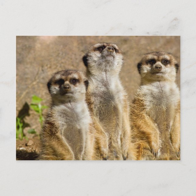 Meerkats Postkarte (Vorderseite)