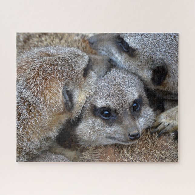 Meerkats Puzzle (Horizontal)
