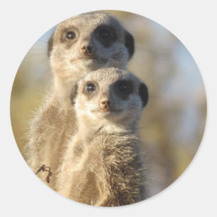 Meerkats Runder Aufkleber