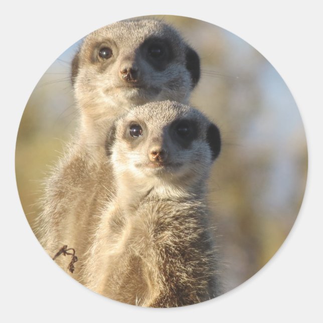 Meerkats Runder Aufkleber (Vorderseite)