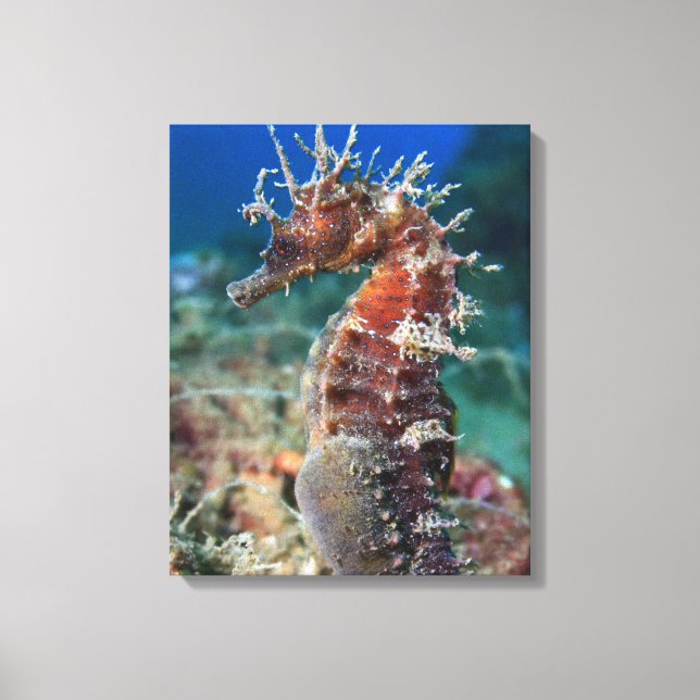Meerpferd | Hippocampus Ramulosus Leinwanddruck (Vorderseite)