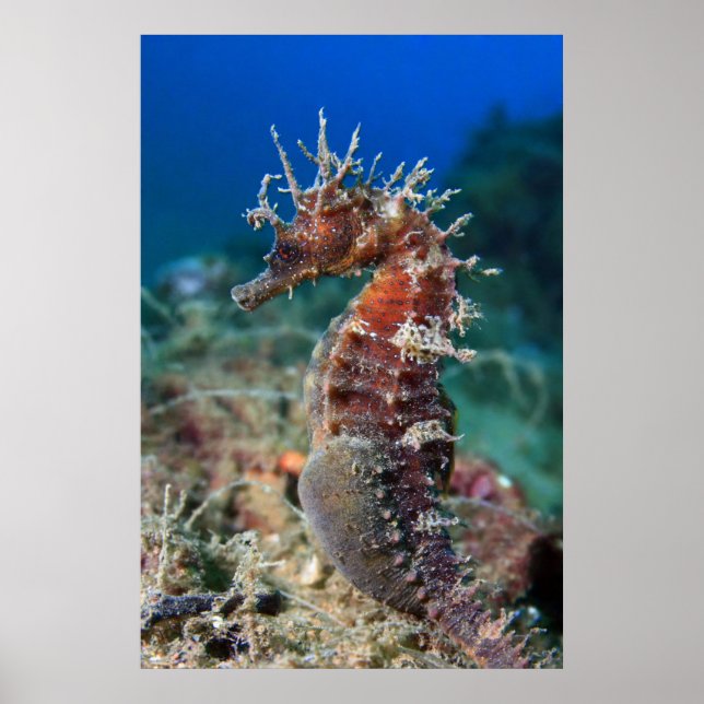 Meerpferd | Hippocampus Ramulosus Poster (Vorne)