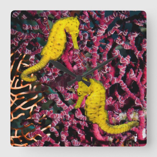 Meerpferd | Hippocampus Taeniopterus Quadratische Wanduhr (Vorderseite)