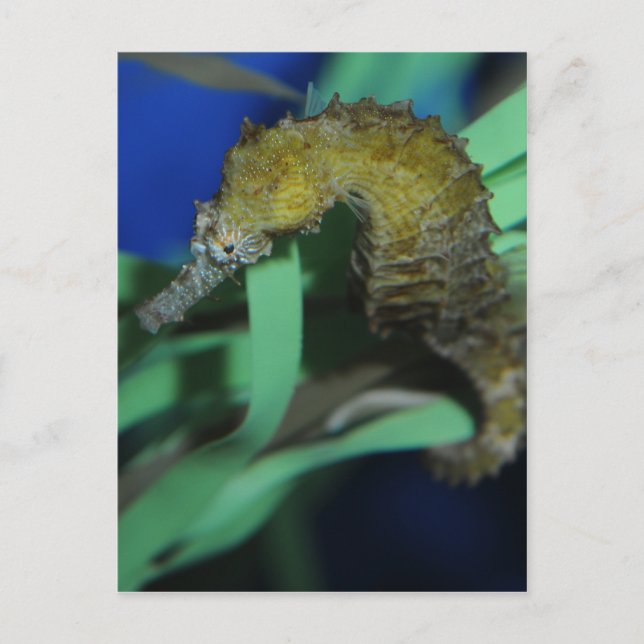 Meerpferd Postkarte (Vorderseite)