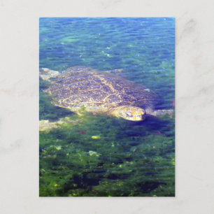 Meerschildkröten-Galapagos Postkarte