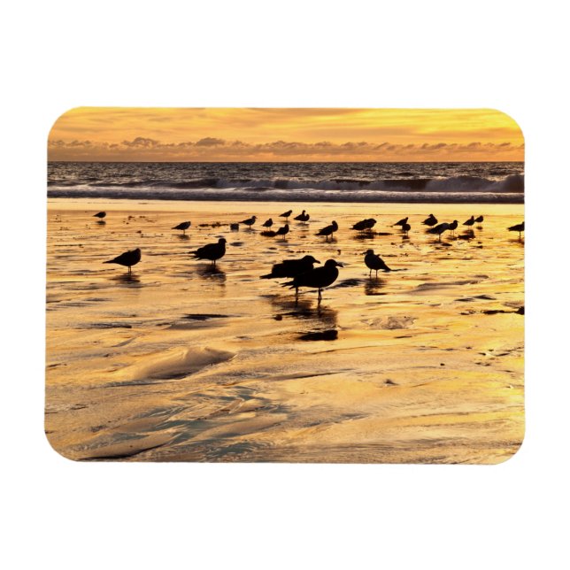 Meerschluchten am Strand bei Sonnenuntergang Magnet (Horizontal)