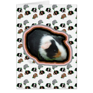 Meerschweinchen