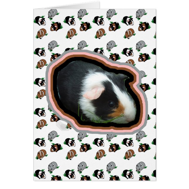 Meerschweinchen (Vorne)