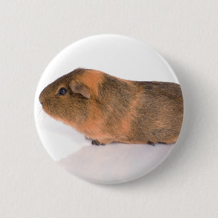 Meerschweinchen Button