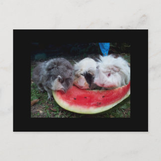 Meerschweinchen, die watermellon eatting sind postkarte