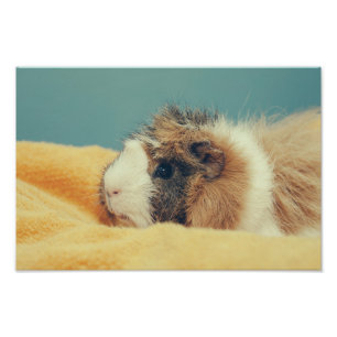 Meerschweinchen Fotodruck