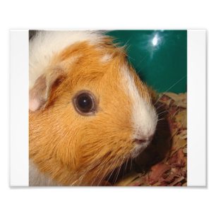 Meerschweinchen Fotodruck