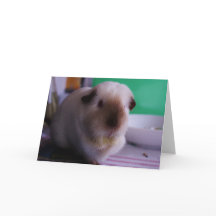 Meerschweinchen-Gruß-Karte