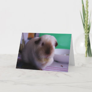 Meerschweinchen-Gruß-Karte Karte