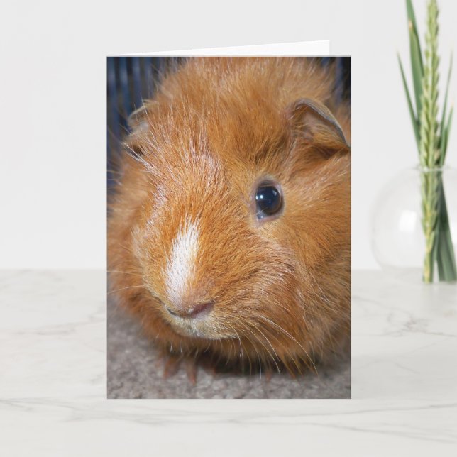 Meerschweinchen-Gruß-Karte Karte (Vorderseite)