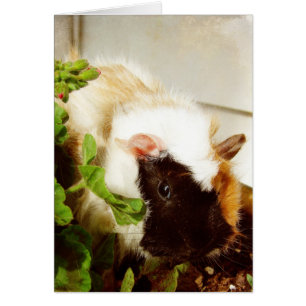 Meerschweinchen in den Blumen