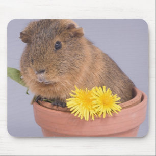 Meerschweinchen in einem Flowerpot Mousepad