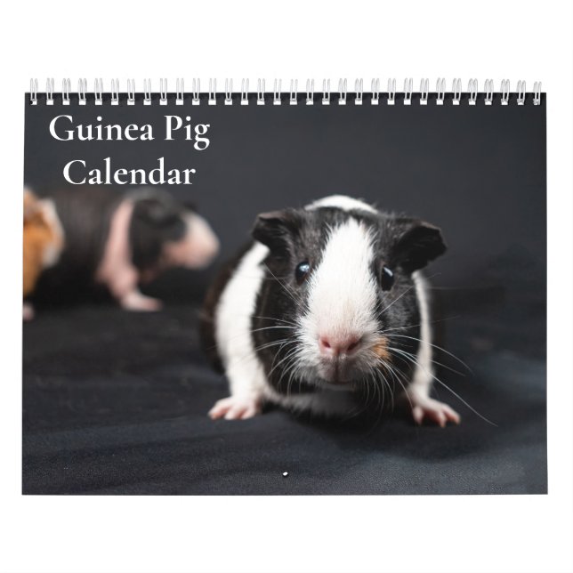 Meerschweinchen-Kalender 2026 Kalender (Titelbild)