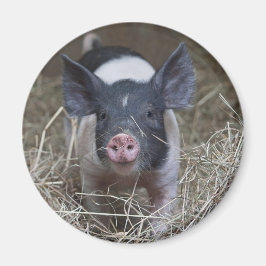 Meerschweinchen Magnet