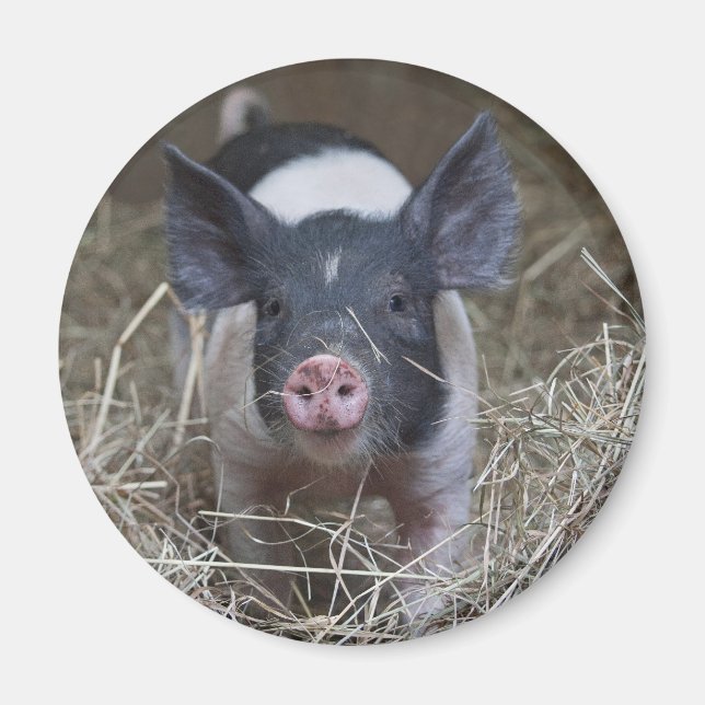 Meerschweinchen Magnet (Vorne)