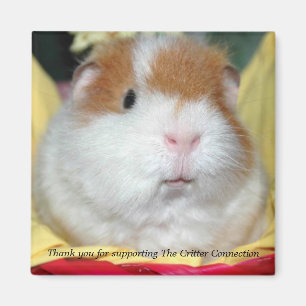 Meerschweinchen-Magnet #2 Magnet