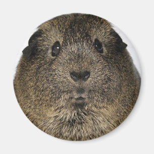 Meerschweinchen-nahes hohes magnet