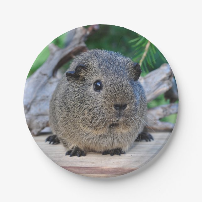 Meerschweinchen Pappteller (Vorderseite)