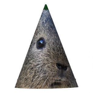 Meerschweinchen Partyhütchen