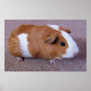Meerschweinchen-Plakat Poster