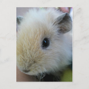 Meerschweinchen Postkarte