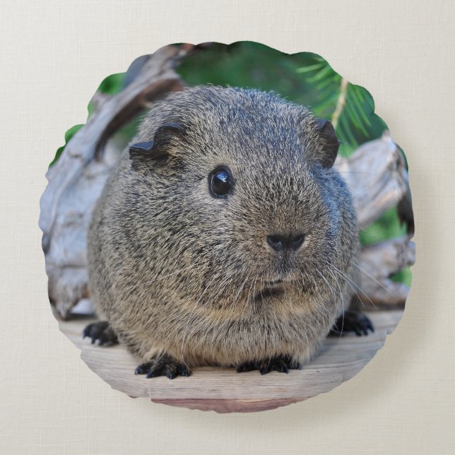 Meerschweinchen Rundes Kissen (Vorderseite)