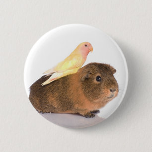Meerschweinchen und gelber Vogel Button