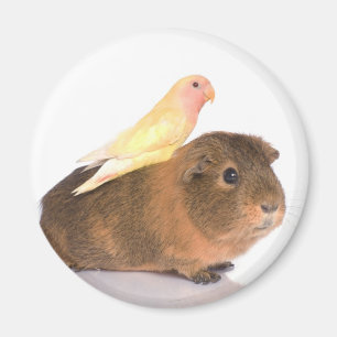 Meerschweinchen und gelber Vogel Magnet