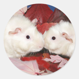 Meerschweinchenkußaufkleber Runder Aufkleber