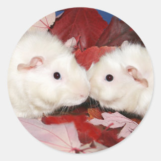 Meerschweinchenkußaufkleber Runder Aufkleber