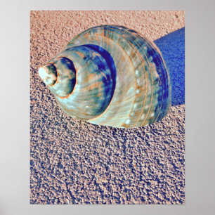 MeerWelk Seashell Poster