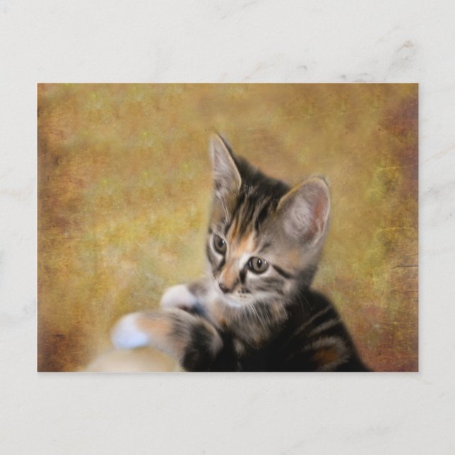 Meet Tiger Postkarte (Vorderseite)