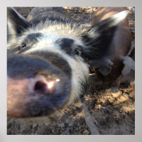 Meg the Pig