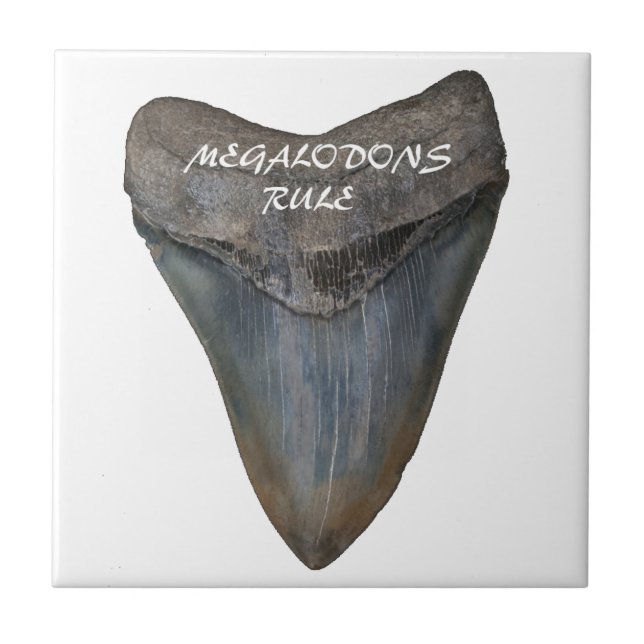 Megalodon Haifisch-Zahn Fliese (Vorderseite)