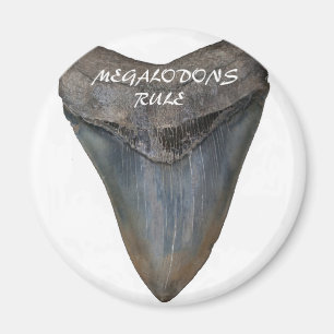 Megalodon Haifisch-Zahn Magnet