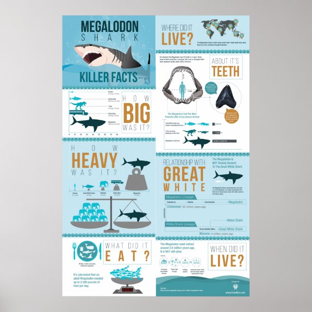 Megalodon Shark - Killer Fakten! 24x36" Poster (Vorne)