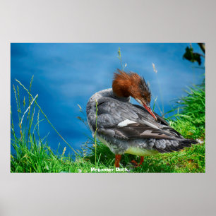 Meganser Duck Poster