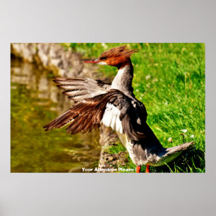 Meganser-Ente Poster