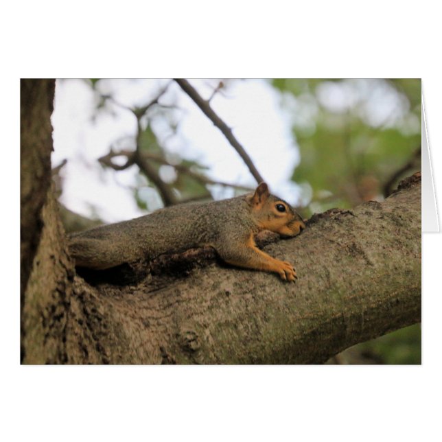 Meh (Vorderseite (Horizontal))