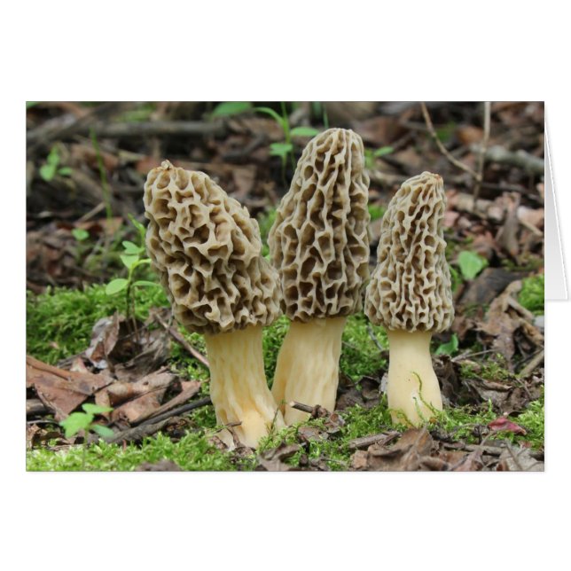 Mehr Morels (Vorderseite (Horizontal))