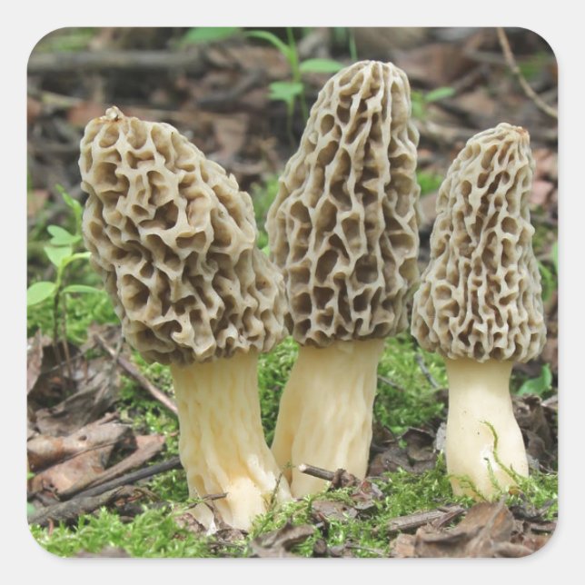 Mehr Morels Quadratischer Aufkleber (Vorderseite)