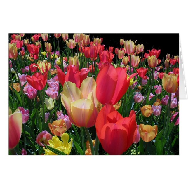 Mehr Tulips (Vorderseite (Horizontal))