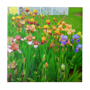 Mehrfarbige Iris Blume Patch Tile Fliese