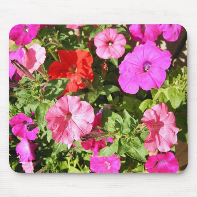 Mehrfarbige Petunien Mousepad (Vorne)