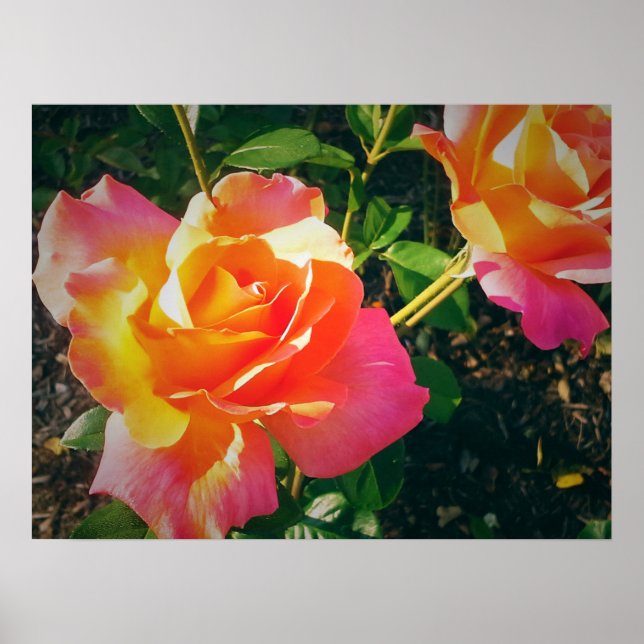 MEHRFARBIGE ROSE POSTER (Vorne)